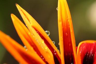Photo of dew on an orange flower