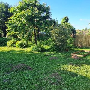 Much of the garden was laid to lawn but had become weedy and patchy.