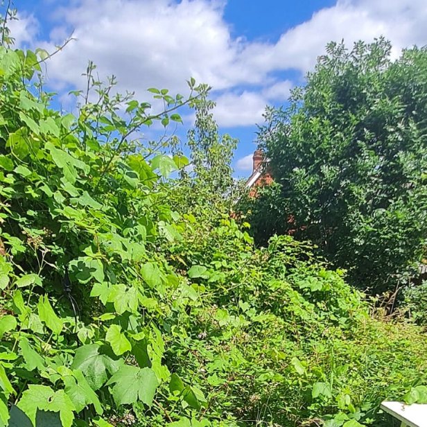 Overgrown vegetation creating a wall of brambles in the entrance to a garden.