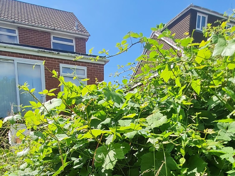 Overgrown vegetation.