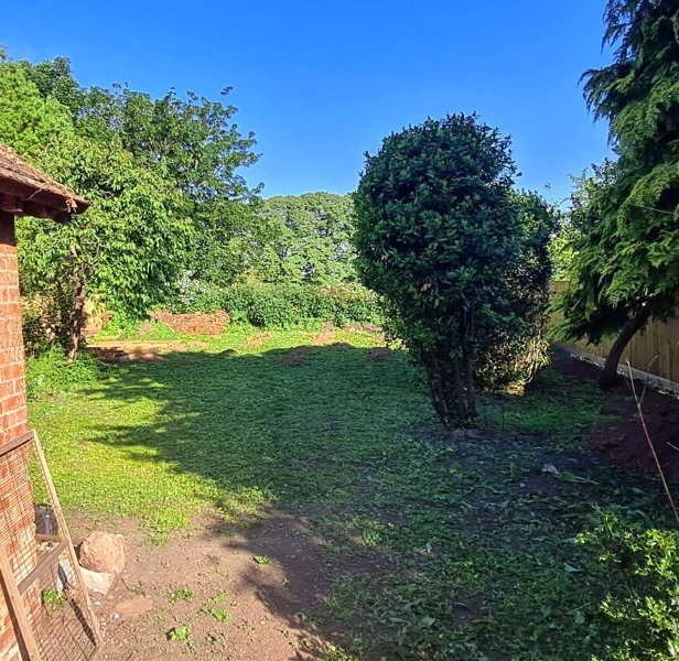 A large, uninteresting garden, with a patchy, weedy lawn with a few shrubs and trees.