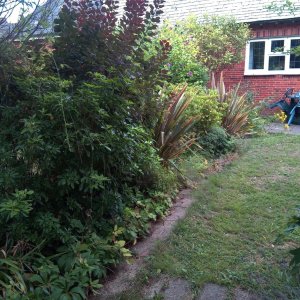 Overgrown, unsuitable planting spills onto a garden path hindering accessibility and blocking light to a lawn.