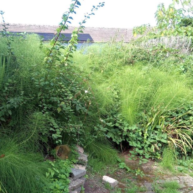An old stone rockery wall barely visible amongst a thicket of brambles, mares tail and bindweed.