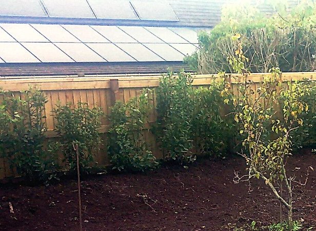A flowering evergreen hedge of Viburnum is planted in front of the bank fencing to provide seasonal interest and scent.