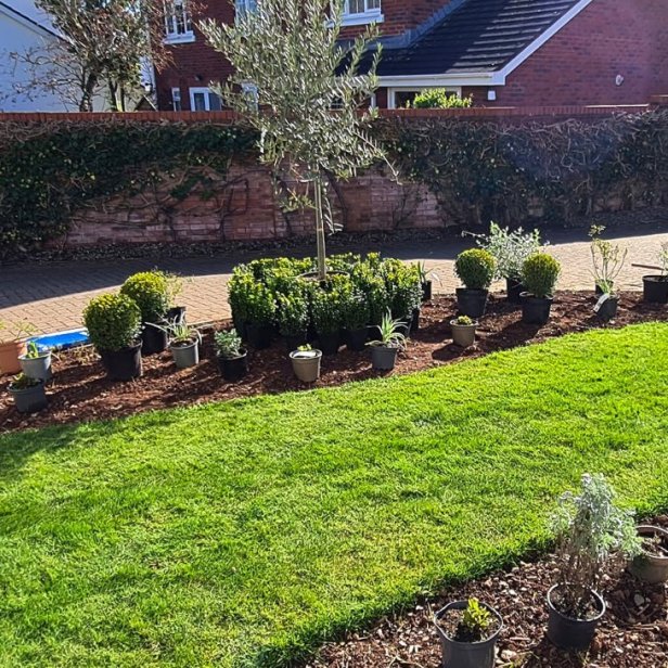 Plants laid out in their pots on borders according to the agreed design, prior to planting.