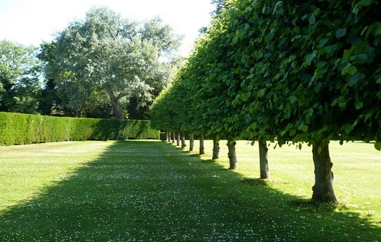 A line of trees.