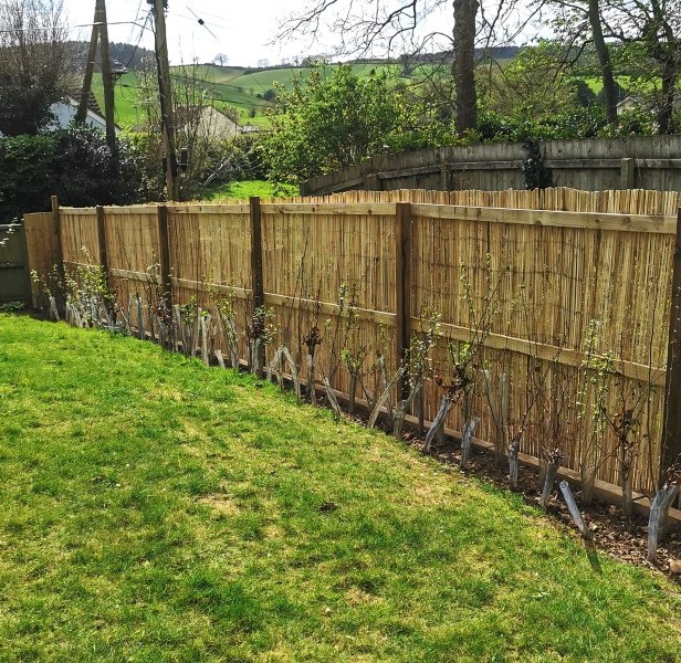 A native English hedge is planted alongside a bamboo screening fence eventually replacing the screening once it grows to height.
