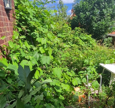 A green wall of brambles, grapevine branches and vegetation grow above head height in the entrance to a garden.