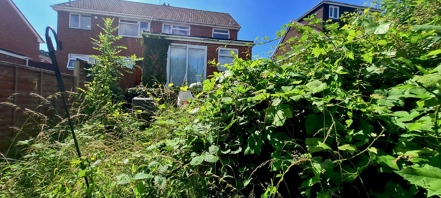 A view of a house, looking from a rear garden, lost in brambles and bindweed with ivy growing up to the gutter line of the first floor.