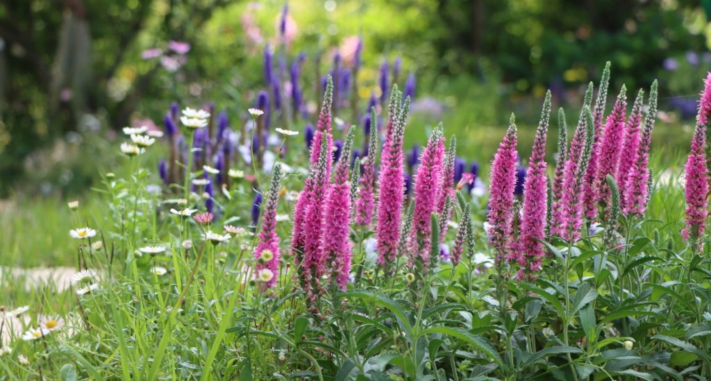 Varety of pink, purple and white flowers.